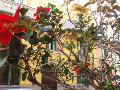 ...ciascuna delle quali � esaltata dal rosso intenso di otto fiori finti di Poinsettia (meglio conosciuta come "stella di Natale")